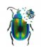 DOIY  Slow Puzzle Beetle beetle