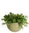 Present Time  Wall plant pot Globe ceramic matt Olive Green (PT3382OG)